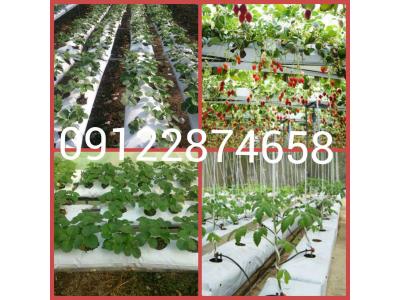 نایلون گروبگ ، کیسه کشت هیدروپونیک 