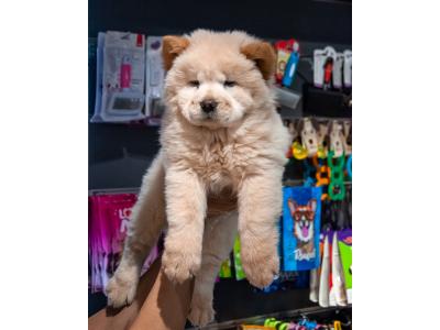 توله چائو چائو فوق العاده