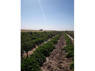 باغ یک هکتاری با درختان مثمر در مامونیه ساوه