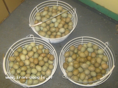 فروش تخم نطفه دار قرقاول و کبک