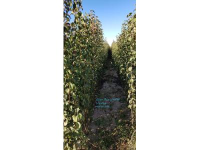 نهالستان جوتیار میاندوآب فروش انواع نهال مثمر ، نهال گردو و نهال گلابی 