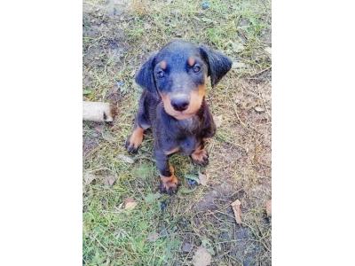 سگ نگهبان و محافظ دوبرمن