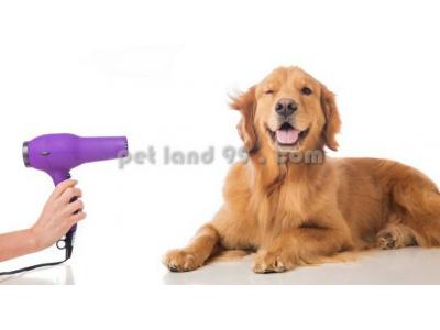 آموزش خدمات ناخن-آرایش سگ و گربه در منزل