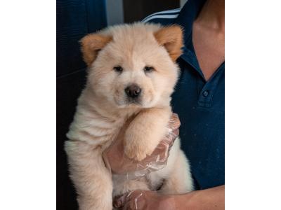 توله چائو چائو فوق العاده