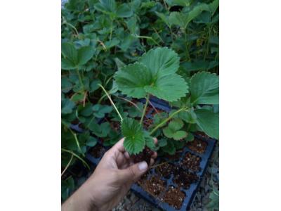 نشا توت فرنگی سابرینا