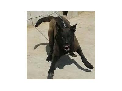 ارائه بهترین توله های سگ مالینیوز اورجینال_سگ گارد