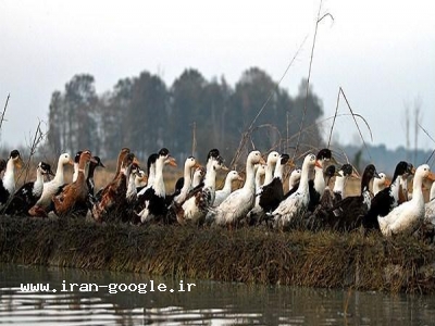 زمين شمال فروشي