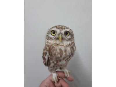 جغدمینیاتوری