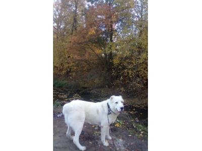 سگ نگهبان ومحافظ آلابای