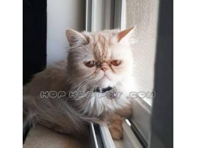فروش گربه پرشین و اسکاتیش