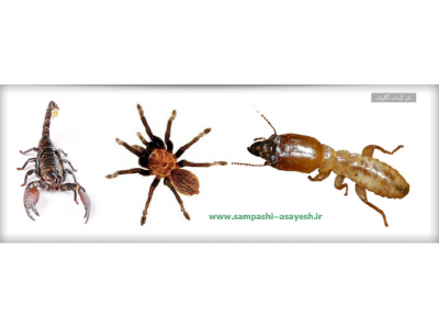 سمپاشی حشرات