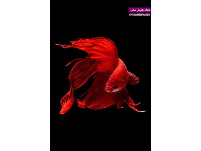 قرمز-پخش ماهی قرمز 