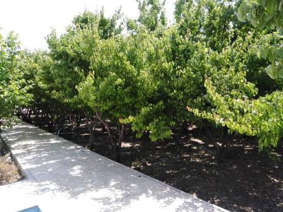 880 متر باغ ویلای زیبا در شهریار