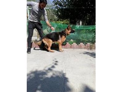  فروش ژرمن شولاین مو کوتاه 