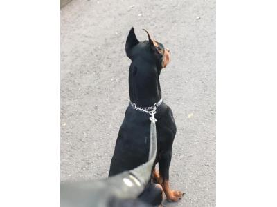 سگ نگهبان و محافظ دوبرمن