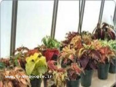 عاملیت مجاز فروش سموم دفع آفت نباتی ، خدمات کشاورزی جوانه