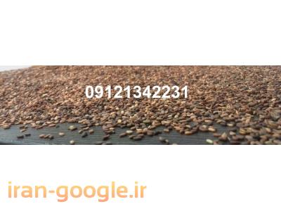 واردات و فروش کنجد افغانستان     sesame seed