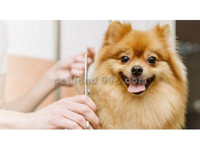 آموزش اصلاح موی سگ غرب تهران