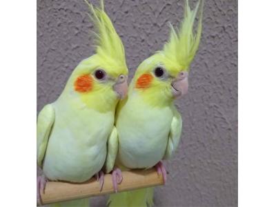  طوطی عروس هلندی 