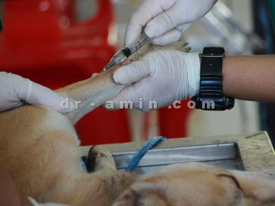 درمان سگ-کلینیک دامپزشکی شمال تهران