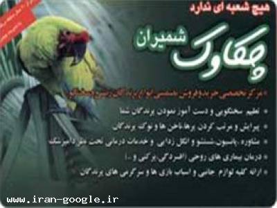 خرید و فروش پرندگان زینتی و سخنگو