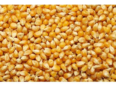 ذرت - روغن - آنزیمیت