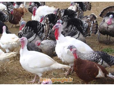 خریدبوقلمون زنده و آماده کشتار