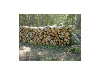 واردات چوب جنگلی‌ راش گرجستان - چوب راش گرجستان  