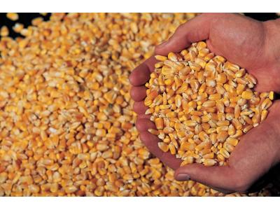 فروش نهاده های دامی