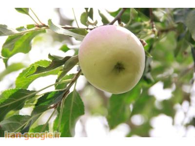 نهال پیوندی