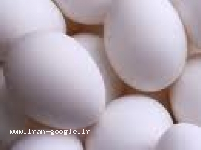 تخم مرغ رافتی(زرده طلایی)