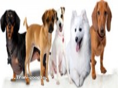 ویزیت حیوانات-کلینیک دامپزشکی قیطریه