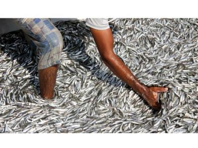 تولیدات-توليد كننده پودر ماهی و روغن ماهی
