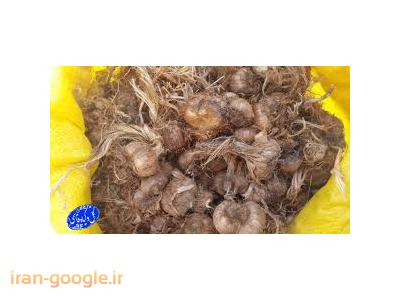 خریدوفروش پیاززعفران