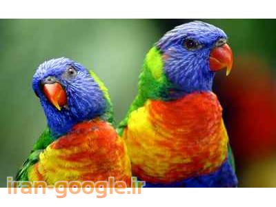 بهترین خریدار کاسکو،کاکادو و آرا