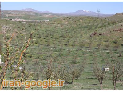 فروش فوری باغ میوه