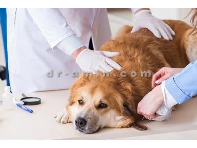 درمان سگ-کلینیک دامپزشکی نیاوران