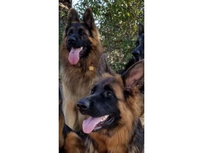 سگ ژرمن شپرد اصیل با خلق و خو فوق العاده برای فروش