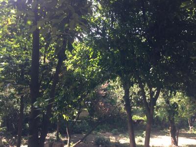 415 زمین در جاده سرسبز قلعه رودخان فومن (قابل ساخت با کاربری مسکونی)