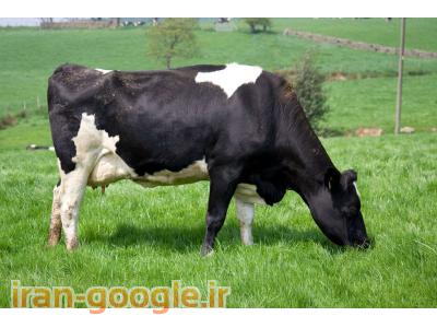 فروش زمینی با پروانه دامداری صنعتی +انبار +خانه سرایداری  در لشت نشاء