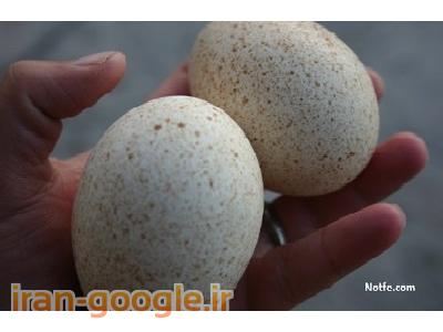 قیمت تخم بوقلمون-فروش تخم نطفه دار بوقلمون با درصد هچ 85 درصد