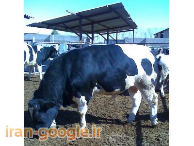 فروش گوساله پرواری