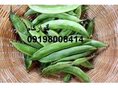 قیمت فروش گوار گام