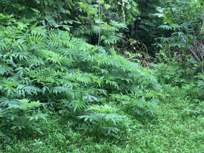 فروش 1280 متر زمین در قلعه رودخان فومن ( 3 ساعت فاصله تا تهران ) با ویو عالی رو به جنگل