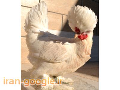 فروش تخم مرغ  نطفه دار زینتی