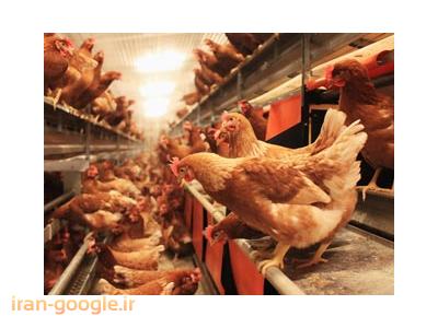 فروش تخم مرغ نطفه دار-مرکز پرورش و فروش مرغ و خروس بومی در شهریار 
