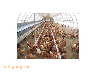 جوجه مرغ تخمگذار محلی-مرکز پرورش و فروش مرغ و خروس بومی در شهریار 