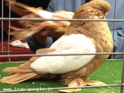 فروش انواع پرنده زينتي