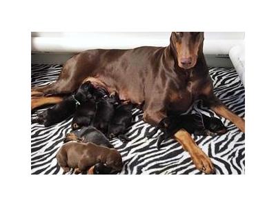 فروش سگ و توله سگ دوبرمن