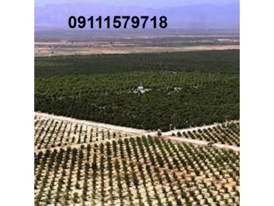 فروش زمین کشت و صنعت 800 هکتاری و فروش زمین  2500 هکتاری مرغداری در ساری 